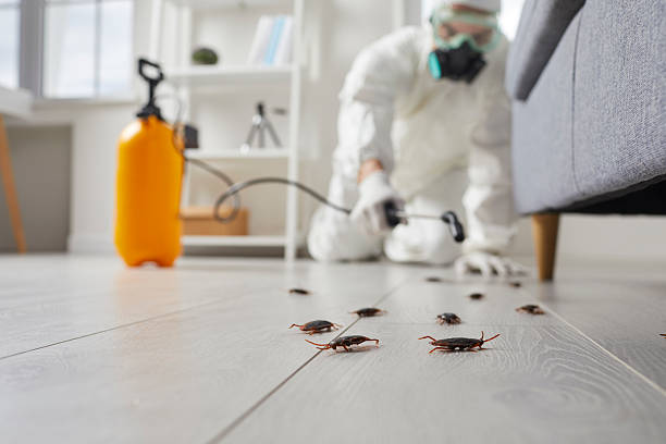 Post-Treatment Bed Bug Interceptor Monitoring in El Rio